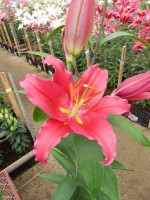 [5312 Bacardi VWS No02.JPG]